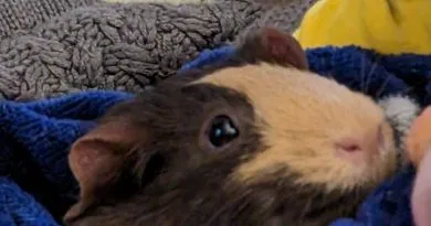 Guinea Pig is watching you reading alt text